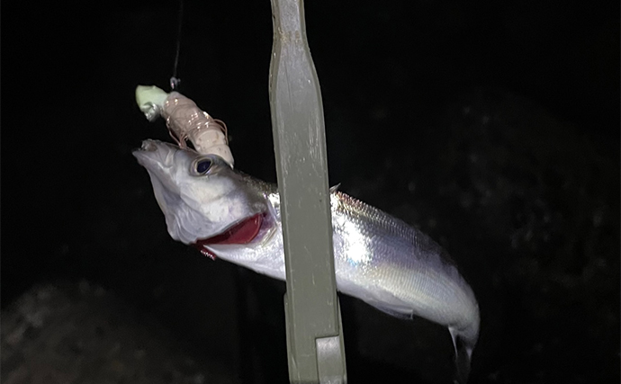 深日港のテンヤタチウオ釣りで指3本級を好捕【大阪】表層スロージャーキングが的中