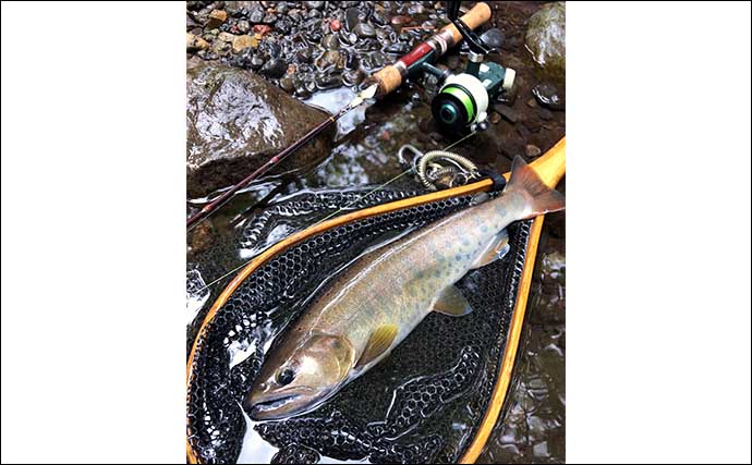 カーティスクリークで35cm尺上ヤマメと対面【北海道】自己記録更新に雄叫び