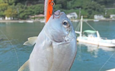 西伊豆「松崎港」でのルアーメッキ釣行で15cm頭にロウニンアジ好ヒット