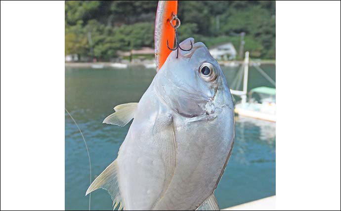 西伊豆「松崎港」でのルアーメッキ釣行で15cm頭にロウニンアジ好ヒット