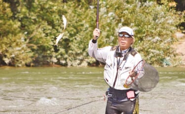 九頭竜川でのアユのトモ釣りで25cm級頭に60匹をキャッチ【福井】