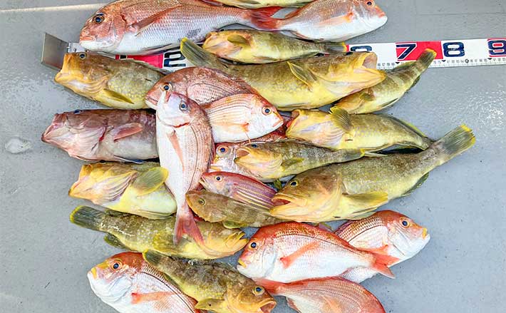 美保湾タイラバ釣行でマダイ・キダイ・チダイと鯛3兄弟手中【鳥取・JOY