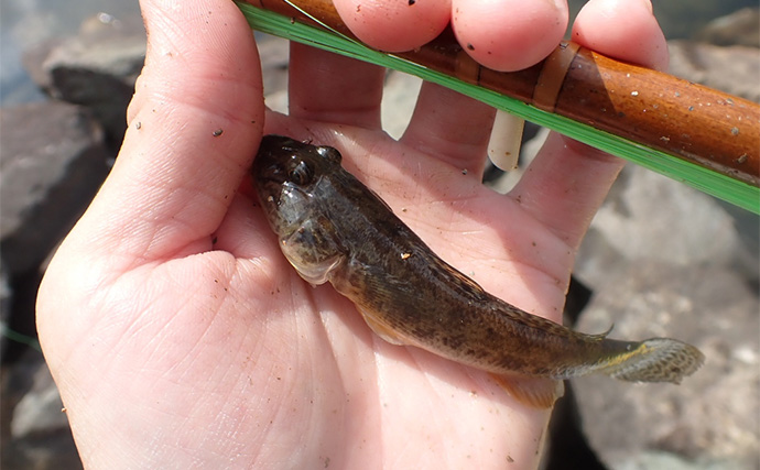 旧中川でのミャク釣りでハゼ60匹手中【東京】短竿で手返し重視の釣り方が奏功