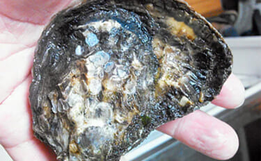 アサリやハマグリが消えた東京湾奥で「カキ（牡蠣）」が熱視線を浴びるワケ