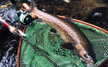 渓流ルアー釣りで51cm大イワナをキャッチ【北海道】輝く魚体は圧巻