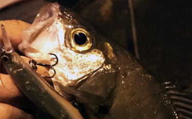 ショートロッド使った「短時間ルアー釣り」のススメ　狙える魚種は多彩