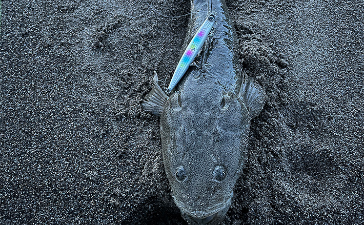 早朝サーフでのルアーフィッシングで60cmマゴチ登場【秋田県南】遠投で
