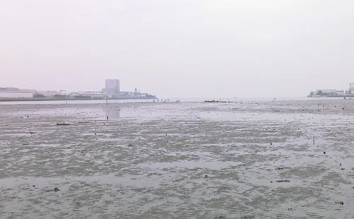 アサリやハマグリが消えた東京湾奥で「カキ（牡蠣）」が熱視線を浴びるワケ