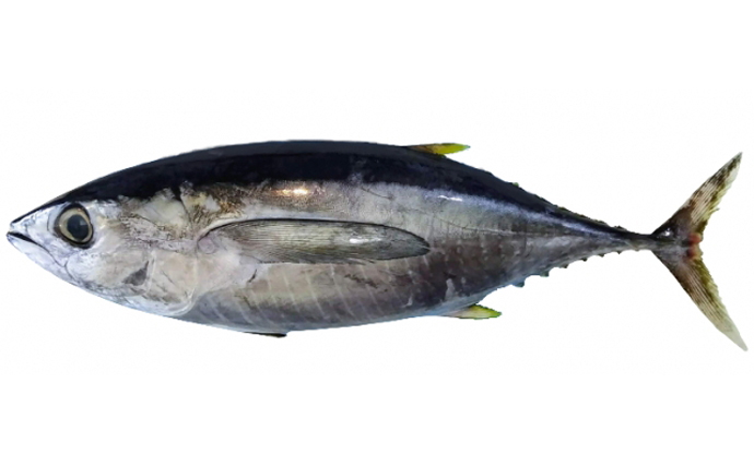 分かりづらい魚介ブランド名 「ひがしもの」「前海もの」「前沖もの」はどこの魚？