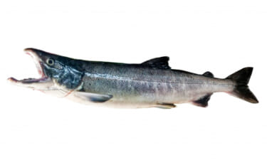 大衆魚のイメージが強い『鮭』は採れる時期やタイプで超高級魚に変身する？