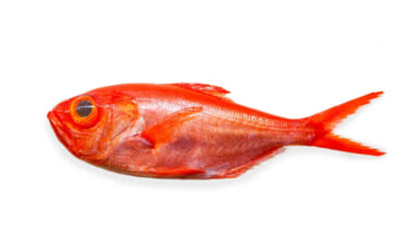 全国各地にいる「マダイの代用」になる魚たち　淡水魚のフナが用いられるこ…