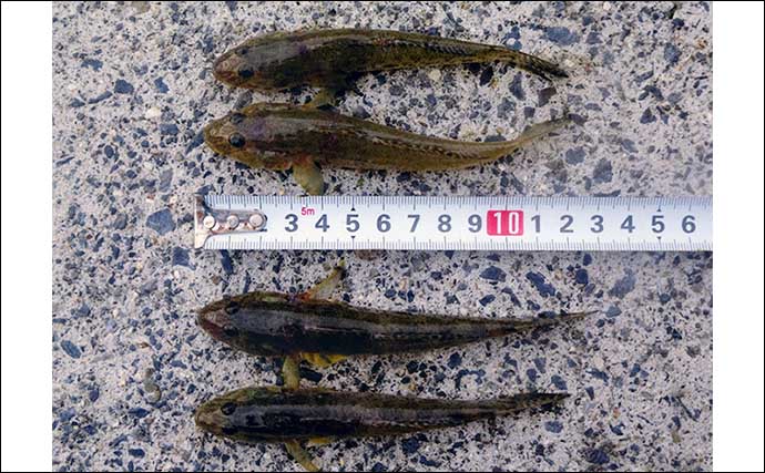 若松漁港でのチョイ投げ釣りで10cm超えハゼ36匹キャッチ【三重】