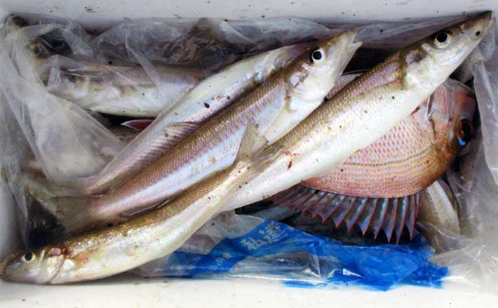 堤防での投げ釣りで27cm大型キス手中長崎マダイにカワハギも