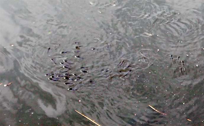 東京湾奥の小河川でのルアー釣りで『カライワシ』登場　おすすめルアーとは？