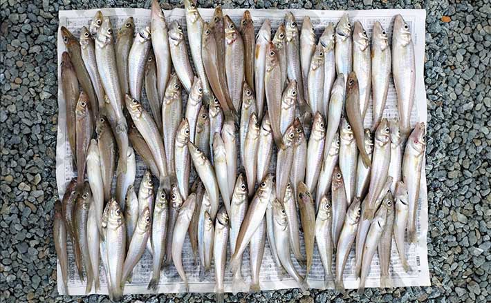 町屋海岸での投げ釣りで20cm頭にキス87匹【三重】4〜5色付近にアタリ