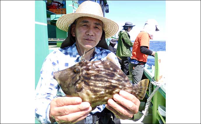 東京湾のカワハギ釣りで船中本命500尾オーバーと爆釣【千葉・吉野屋】