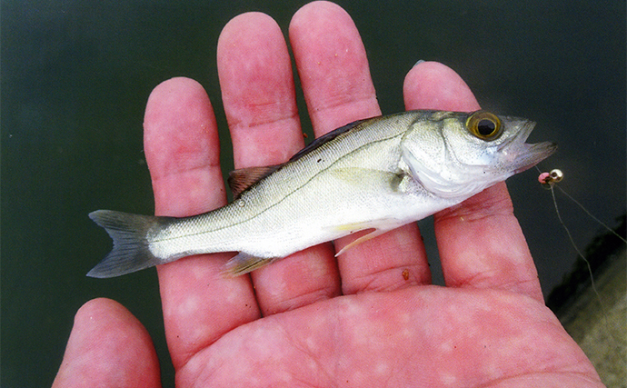 河口でのチョイ投げ釣りでハゼ39匹【三重・金沢川】魚影濃く短時間で手中