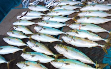 関西エリアの【船釣り特選釣果】ジギングでメジロとタチウオ合計160匹超え