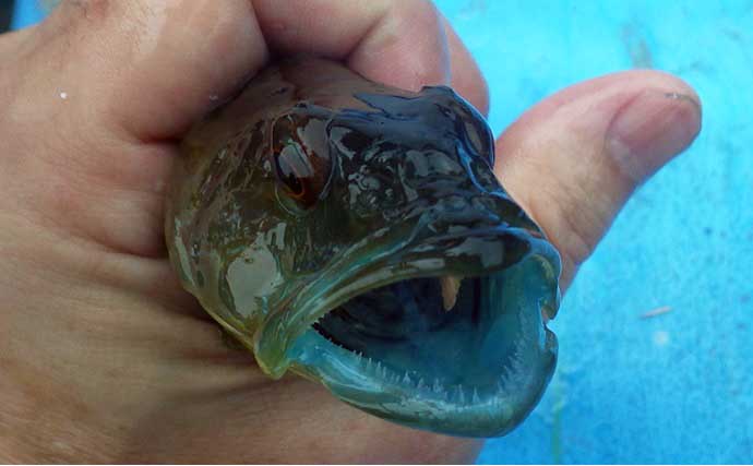 金谷沖のLTアジ釣りで美味な「金アジ」好捕【千葉・光進丸】クロダイにイナダも登場
