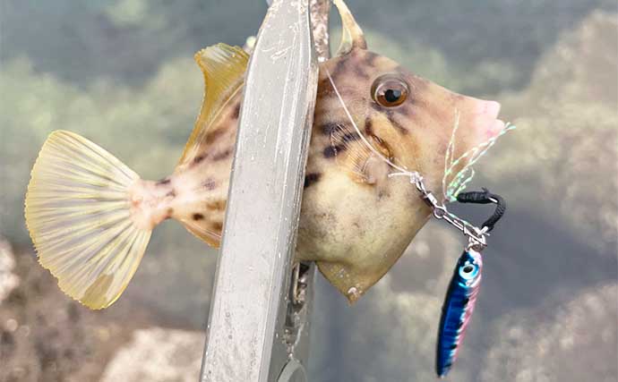 オールシーズン日中に楽しめる「ジグサビキ」　仕掛けサイズと対象魚の関係とは？