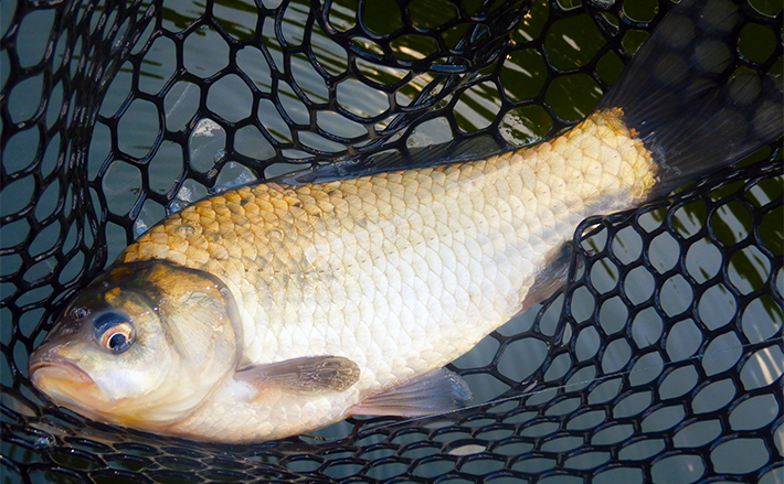 竿、あゆ竿 クロダイ ヘラブナ コイ 堤防リールはさしあげます。