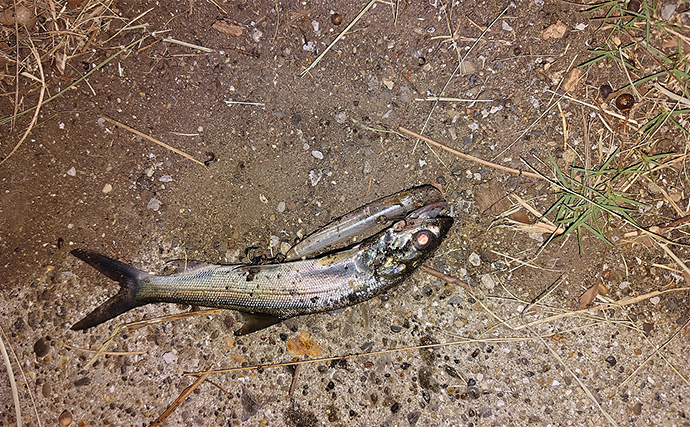 秋のルアーシーバス調査釣行で本命不発も『カライワシ』が入れ食い【千葉】