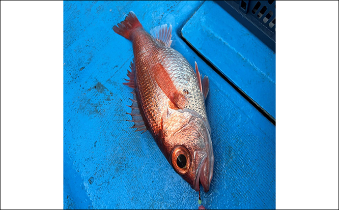 富山湾アカムツ釣りで1kg超え頭に本命11匹【秦誠丸】後半1時間は入れ食いに