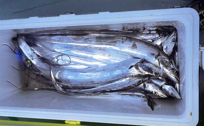 駿河湾の夜タチウオ釣りで本命36匹【静岡・藤丸】サイズは80cm級がメイン