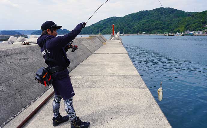 晩秋の陸っぱりエギング徹底解説 【釣り場選び・おすすめエギ・釣り方】