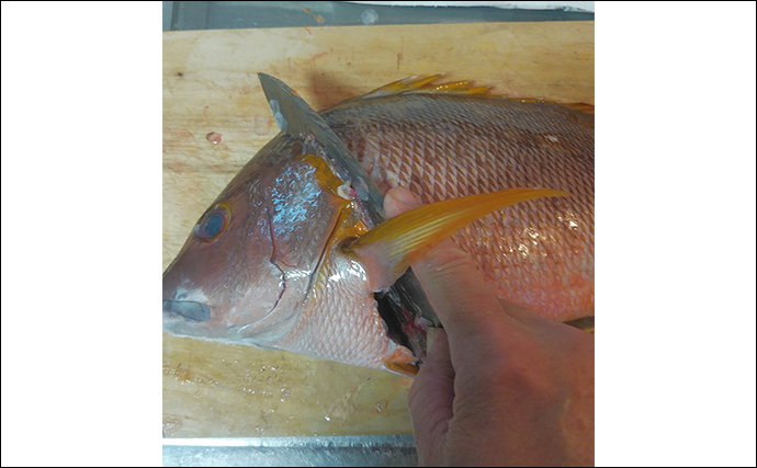 釣ったレア魚レシピ：シブダイの手まり寿し　厚切りで旨味がアップ