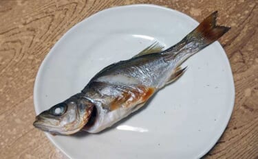 釣った魚で作る「お手軽」レシピ：セイゴの丸干し　干すことで味が凝縮