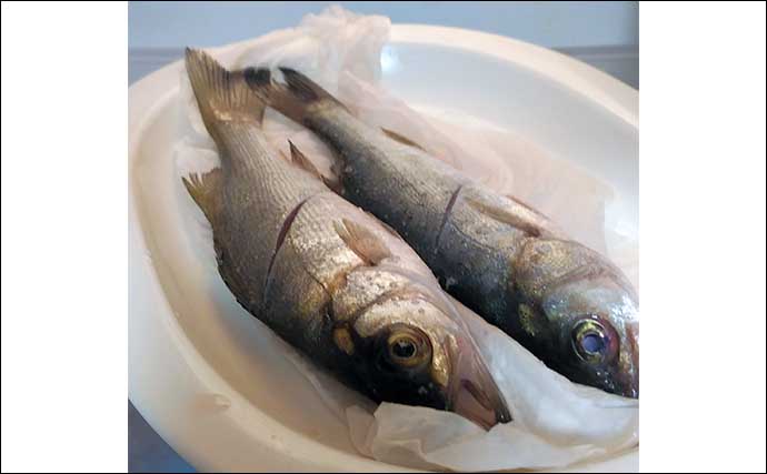 釣った魚で作る「お手軽」レシピ：セイゴの丸干し　干すことで味が凝縮