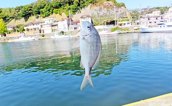 湘南〜三浦半島のハゼ釣りポイント6ヶ所をランガン調査　本格シーズンはまだ先？