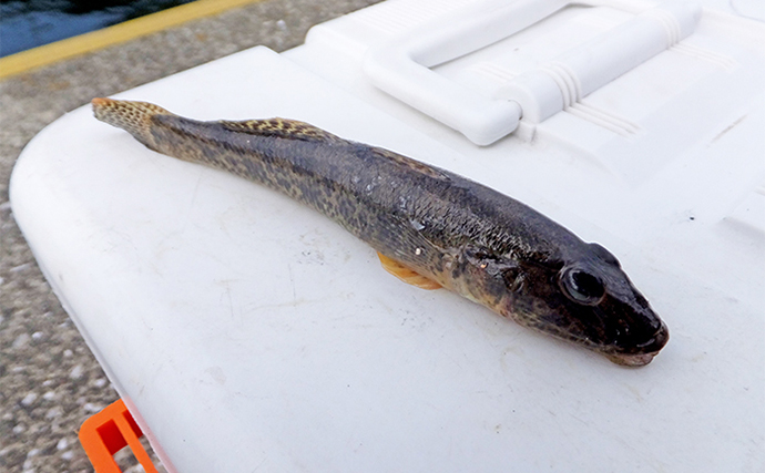 湘南〜三浦半島のハゼ釣りポイント6ヶ所をランガン調査　本格シーズンはまだ先？