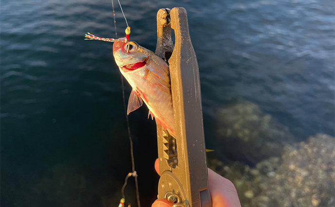 陸っぱりルアー釣りの秋冬ハイシーズンは残り2ヶ月　大阪湾なら何を釣っておくべき？