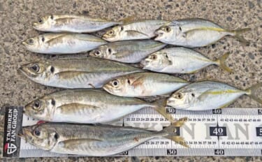 相浜港でのフカセ釣りで33cmマアジにシマアジも登場で満足釣果【千葉】