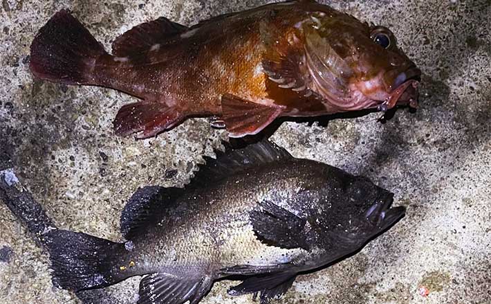 大阪湾奥ライトルアー釣行で23cmメバルに25cm超えカサゴ 良型との対面