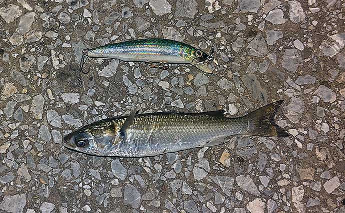 東京湾奥ルアーシーバス釣行で南方系の魚『イセゴイ』を捕獲　カライワシも連発