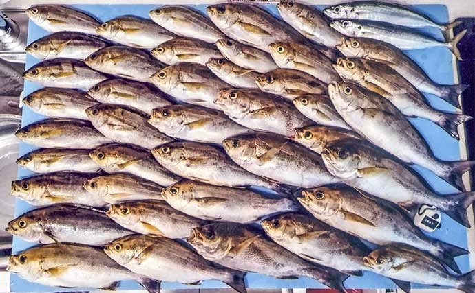 船でのコマセ釣りで36cm頭に秋イサキが入れ食いに【愛知・石川丸】