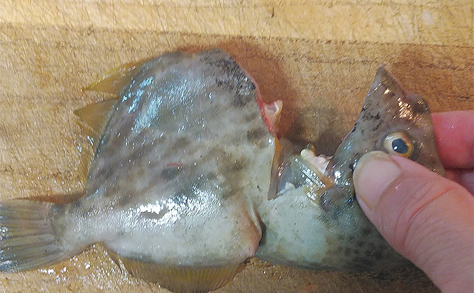 釣魚で作る「おつまみ」レシピ：カワハギのみりん干し　小型は骨ごと食べられる