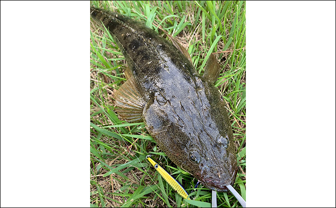 メッキ狙いのルアー釣りでロウニンアジと対面【三重・霞ヶ浦】ミノーにヒット