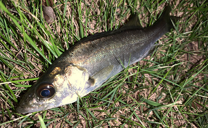 メッキ狙いのルアー釣りでロウニンアジと対面【三重・霞ヶ浦】ミノーにヒット