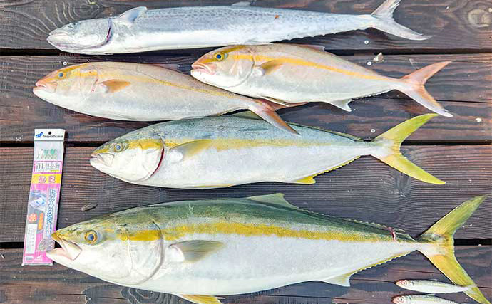 落とし込み釣りでヒラマサ・ブリ・カンパチの青物御三家ゲット【佐賀・寿風】