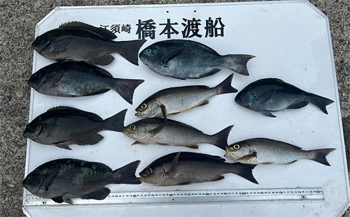 沖磯フカセ釣りで35cm頭に秋グレ（メジナ）6匹【和歌山】好ゲストに良型イサキ