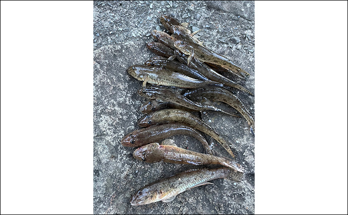 伊豆半島南部の河川で秋のハゼ釣り調査　ハゼスプーンを使って本命10匹手中