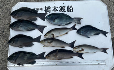 沖磯フカセ釣りで35cm頭に秋グレ（メジナ）6匹【和歌山】好ゲストに良…