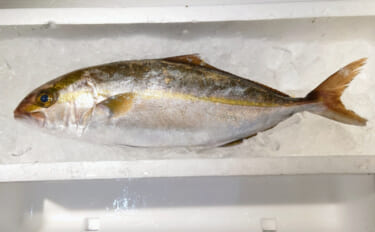 美味な高級魚「カンパチ」は実は呼び名がたくさん　ほとんどは見た目が由来？