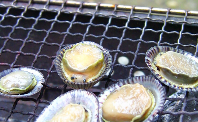磯遊びで簡単に採れる「カサガイ」で作る郷土料理『べべ飯』が絶品　