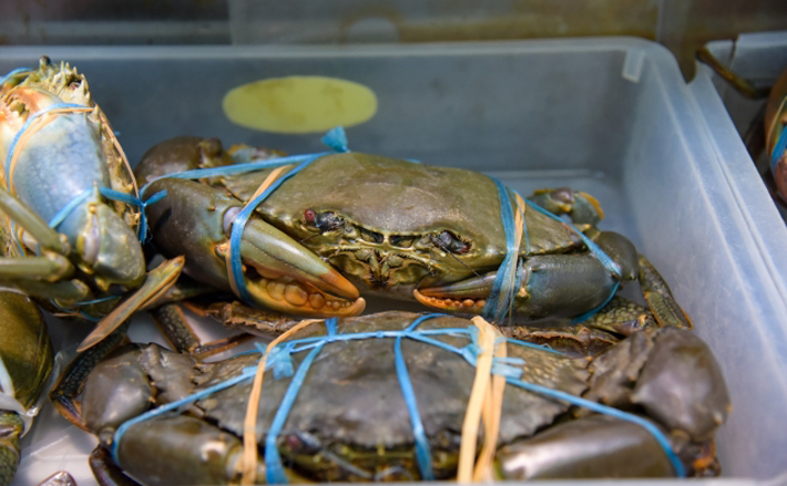 土手を壊してしまう危険な『ノコギリガザミ』が増加傾向 食味はとても