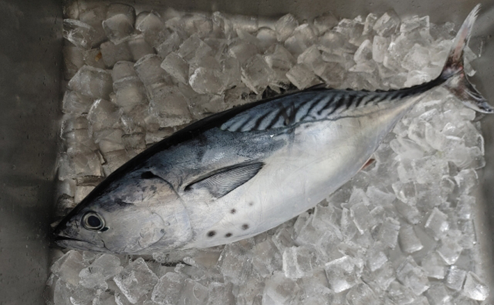 「ヤイト」と名のつく魚たち お灸の跡のような模様が共通点? | TSURINEWS